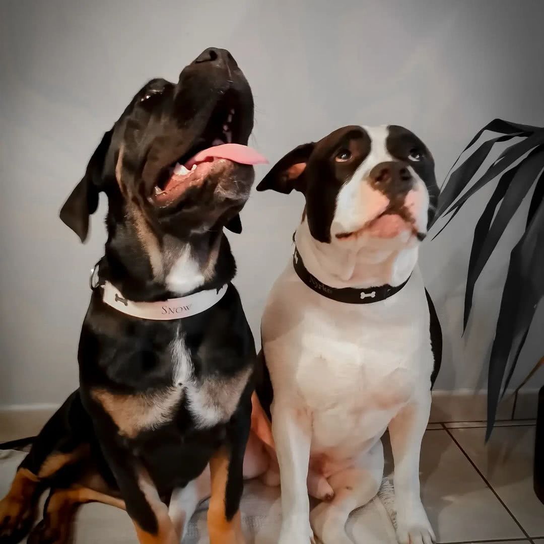 Collier pour chien, photo et création de @megane_zicola sur instagram